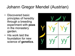 Johann Gregor Mendel (Austrian) Discovered basic principles of heredity through a breeding experiment with  peas  in the monastery garden.  His work laid the foundation for new science of  genetics .  