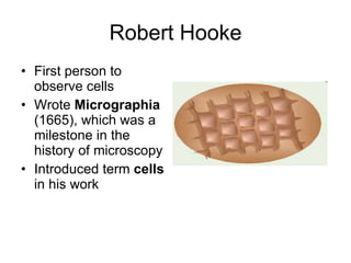 Robert Hooke First person to observe cells Wrote  Micrographia  (1665), which was a milestone in the history of microscopy Introduced term  cells  in his work 