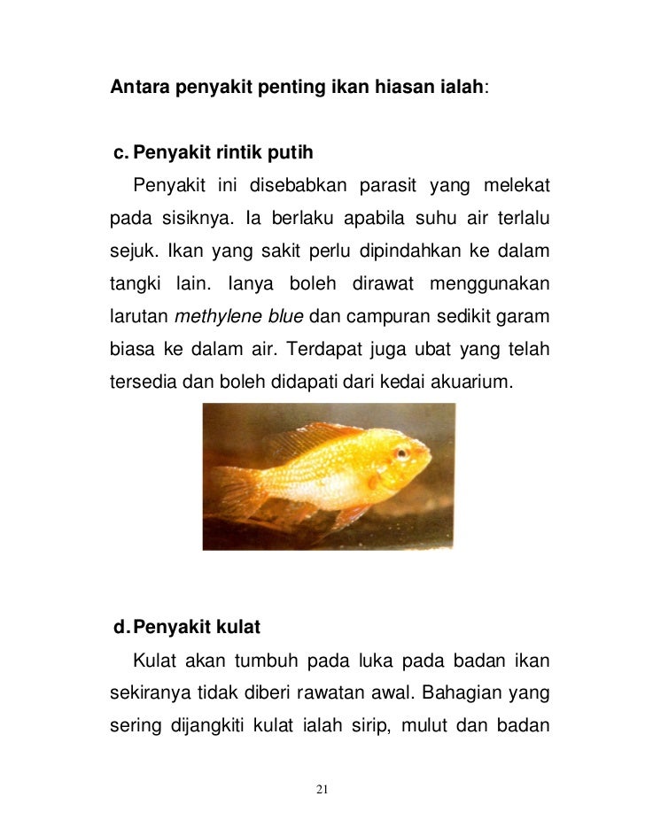 Nota Ikan Hiasan 2