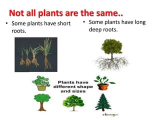 Not all plants are the same.. 
• Some plants have short 
roots. 
• Some plants have long 
deep roots. 
 