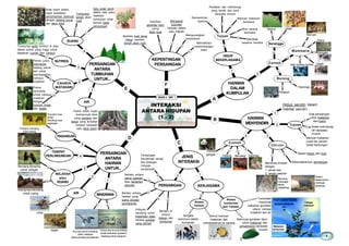 www.petaminda.com
PASANGAN
Pokok Liana
memanjat
batang pokok
lain untuk
mendapatkan
cahaya
matahari
Tumbuhan epifit tumbuh di atas
dahan pokok yang tinggi untuk
dapatkan nutrien dan cahaya
Pokok
berlumba
untuk cahaya
matahari
dengan
tumbuh tinggi
dan tegak.
Serigala
memburu dalam
kumpulan
Semut mencari
makanan dan
membawanya ke sarang
Hidup sendiri dalam
habitat sendiri
Ikan lumba-lumba
Flamingo
A
INTERAKSI
ANTARA HIDUPAN
(1 - 2)
TAHUN 6 UNIT 1
HIDUP
BEKERJASAMA
Kemandirian
spesies
Pertahan dan melindungi
yang lemah dan kecil
daripada musuh
Mencari makanan
bersama
Bina sarang
bersama
Contoh
Membiak
sesama mereka
Semut Lebah
Serangga
Monyet
Zebra
Serigala
Gajah
Mammalia
Pengiun
Burung
Elak persaingan
untuk makanan
dan ruang
Boleh melindungi
diri daripada
musuh
Mencari makanan
untuk diri sendiri
(tidak berkongsi)
Badan besar dan kuat
Tujuan
HarimauBeruangHelang
Panda
gergasi
Contoh
Antara
haiwan
KERJASAMA
Tumbuhan
membuat
makanan gunakan
udara, cahaya
matahari dan air
Beluncas gunakan daun
untuk makanan dan
penyamaran daripada
musuh
Antara
tumbuhan
dan haiwan
Berlaku di
antara
haiwan dan
tumbuhan
Hidupan
bersaing untuk
keperluan asas
kerana sumber
yang terhad
B
MAKANANAIR
TEMPAT
PERLINDUNGAN
Tujuan
Gajah
Unta
Persaingan
bertambah sengit
bila bilangan
hidupan
bertambah
CAHAYA
MATAHARI
NUTRIEN
Pokok hutan hujan
mempunyai akar
yang panjang dan
besar yang tersebar
meliputi kawasan
luas (akar banir)
AIR
Anak benih terlalu
rapat sebabkan
pertumbuhan terencat
dengan batang kurus
dan daun kecil
Tumbuhan
lemah akan
mati
Satu anak benih
dalam satu pasu
hasilkan
tumbuhan sihat
kerana tiada
persaingan
RUANG
C
D
Kebanyakannya pemangsaMenanda wilayah
dengan:
1. tanda bau
2. tanda cakaran
Beruang
mencakar
tanda
wilayahnya
Seekor
badaksumbu
membuat
tandabau
Penguin bersaing
untuk sarang
Duaekor rusa
jantan
bersainguntuk
pasangan
Dubuk dan burung helang
botak (berlainan spesies)
bersainguntukmakanan
Burung camar bersaing
untuk makanan
(samaamalanpemakanan)
Spesies kuat terus
hidup, spesies
lemah akan mati
Hasilkan
generasi baru
yang
lebih kuat
Mengawal
populasi
hidupan dalam
satu habitat
Mengurangkan
kesesakan
Memelihara
keseimbangan
alam
Ciri-ciri
E
F
Berlaku antara
haiwan yang
sama amalan
pemakanan
Berlaku antara
sama spesies
atau berlainan
spesies PERSAINGAN
1
2
a
1
2
3
4
5
a
b
c
1 2
1
2
3
45
1
2
1
2
34
a
b
c
a
bc
a
bc
d
12
ab
1
2
12
a
b
c
d
e
1
2
3
4
5
ab
a
b
a
a
1
a
b
a
b c
d
e
Beruang bersaing
untuk wilayah
Anjing laut bersaing
untuk ruang
a
b
WILAYAH
atau
RUANG
2
3
c
a
4
b
1
HAIWAN
DALAM
KUMPULAN
HAIWAN
MENYENDIRI
JENIS
INTERAKSI
FOTOSINTESIS
Karbon dioksida
dan
air
oksigen
Cahaya
matahari
Makanan
terbentuk
PERSAINGAN
ANTARA
HAIWAN
UNTUK..
PERSAINGAN
ANTARA
TUMBUHAN
UNTUK..
c
KEPENTINGAN
PERSAINGAN
 