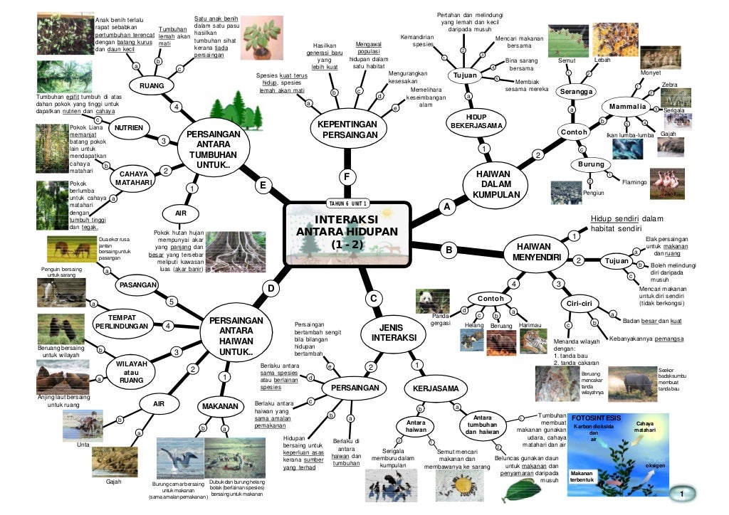 Nota minda sains tahun 6