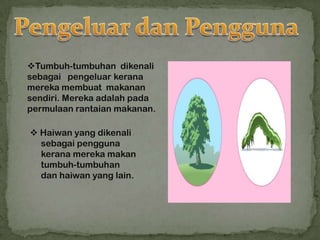 Tumbuh-tumbuhan dikenali
sebagai pengeluar kerana
mereka membuat makanan
sendiri. Mereka adalah pada
permulaan rantaian makanan.

 Haiwan yang dikenali
  sebagai pengguna
  kerana mereka makan
  tumbuh-tumbuhan
  dan haiwan yang lain.
 