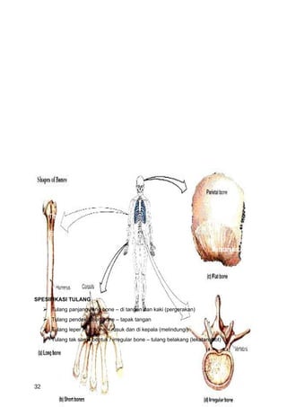Skull / Cranium
                                                                           Facial bone

      Rahang
                                                                              Klavikel
      Skapula                                                                Humerus

       Tulang Rusuk                                                           Sternum

                                                                                  Radius
       Vertebra
                                                                                    Ulna

       Cocyx                                                                  Carpals

                                                                          Metacarpals
       Femur



       Patella

       Tibia
                                                                                  Tarsals
       Fibula

                                                                           Metatarsals




SPESIFIKASI TULANG
      Tulang panjang /long bone – di tangan dan kaki (pergerakan)
      Tulang pendek /short bone – tapak tangan
      Tulang leper / flat bone – rusuk dan di kepala (melindungi)
      Tulang tak sama bentuk / irregular bone – tulang belakang (lekatan otot)




32
 