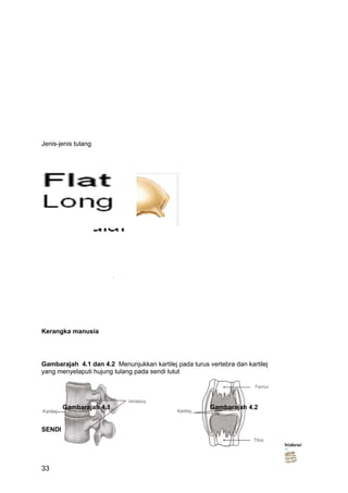 Jenis-jenis tulang




Kerangka manusia




Gambarajah 4.1 dan 4.2 Menunjukkan kartilej pada turus vertebra dan kartilej
yang menyelaputi hujung tulang pada sendi lutut




        Gambarajah 4.1                                  Gambarajah 4.2


SENDI




33
 