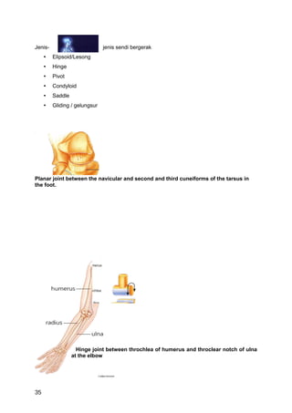 Jenis-                         jenis sendi bergerak
     •   Elipsoid/Lesong
     •   Hinge
     •   Pivot
     •   Condyloid
     •   Saddle
     •   Gliding / gelungsur




Planar joint between the navicular and second and third cuneiforms of the tarsus in
the foot.




                    Hinge joint between throchlea of humerus and throclear notch of ulna
                  at the elbow




35
 