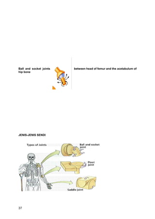 Ball and socket joints   between head of femur and the acetabulum of
hip bone




JENIS-JENIS SENDI




37
 