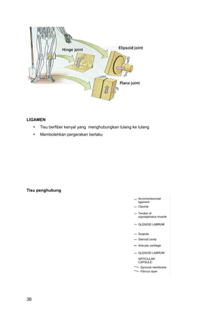 LIGAMEN
     •   Tisu berfiber kenyal yang menghubungkan tulang ke tulang
     •   Membolehkan pergerakan berlaku




Tisu penghubung




38
 
