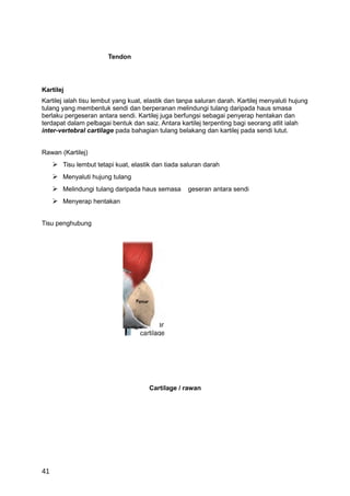 Tendon




Kartilej
Kartilej ialah tisu lembut yang kuat, elastik dan tanpa saluran darah. Kartilej menyaluti hujung
tulang yang membentuk sendi dan berperanan melindungi tulang daripada haus smasa
berlaku pergeseran antara sendi. Kartilej juga berfungsi sebagai penyerap hentakan dan
terdapat dalam pelbagai bentuk dan saiz. Antara kartilej terpenting bagi seorang atlit ialah
inter-vertebral cartilage pada bahagian tulang belakang dan kartilej pada sendi lutut.


Rawan (Kartilej)
      Tisu lembut tetapi kuat, elastik dan tiada saluran darah
      Menyaluti hujung tulang
      Melindungi tulang daripada haus semasa       geseran antara sendi
      Menyerap hentakan


Tisu penghubung




                                      Cartilage / rawan




41
 