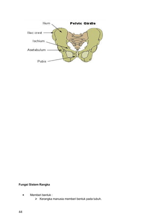VERTEBRAL COLUMN




Fungsi Sistem Rangka


     •   Memberi bentuk :
            Kerangka manusia memberi bentuk pada tubuh.



44
 