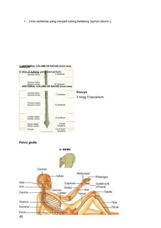 •   Lima vertebrae yang menjadi tulang belakang (spinal column.)




Sacrum
4 atau 5 tulang yang bercantum.




                                           Coccyx
                                           3 hingg 5 bercantum.




Pelvic girdle




46
 