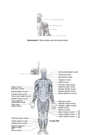 Gambarajah 5 Menunjukkan otot-otot utama badan




                              Fungsi Otot



49
 