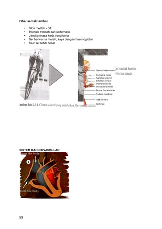 Fiber sentak lambat

     •   Slow Twitch - ST
     •   Intensiti rendah dan sederhana
     •   Jangka masa kerja yang lama
     •   Sel berwarna merah, kaya dengan haemoglobin
     •   Saiz sel lebih besar




SISTEM KARDIOVASKULAR




53
 