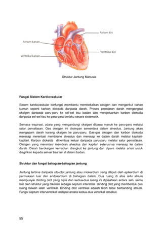 Struktur Jantung Manusia




Fungsi Sistem Kardiovaskular

Sistem kardiovaskular berfungsi membantu membekalkan oksigen dan mengankut bahan
kumuh seperti karbon dioksida daripada darah. Proses peredaran darah mengangkut
oksigen daripada paru-paru ke sel-sel tisu badan dan mengeluarkan karbon dioksida
daripada sel-sel tisu ke paru-paru berlaku secara sistematik.

Semasa inspirasi, udara yang mengandungi oksigen dibawa masuk ke paru-paru melalui
salur pernafasan. Gas oksigen ini disimpan sementara dalam alveolus. Jantung akan
mengepam darah kurang oksigen ke paru-paru. Gas-gas oksigen dan karbon dioksida
meresap merentasi membrane alveolus dan meresap ke dalam darah melalui kapilari-
kapilari. Karbon dioksida dihembus keluar daripada paru-paru melalui salur pernafasan.
Oksigen yang merentasi membran alveolus dan kapilari seterusnya meresap ke dalam
darah. Darah beroksigen kemudian diangkut ke jantung dan dipam melalui arteri untuk
diagihkan kepada sel-sel tisu lain di dalam badan.


Struktur dan fungsi bahagian-bahagian jantung

Jantung terbina daripada oto-otot jantung atau miokardium yang diliputi oleh epikardium di
permukaan luar dan endokardium di bahagian dalam. Dua ruang di atas iaitu atrium
mempunyai dinding otot yang nipis dan kedua-dua ruang ini dipisahkan antara satu sama
lain oleh struktur yang dikenali sebagai septum interatrial. Dinding otot yang membentuk dua
ruang bawah ialah ventrikal. Dinding otot ventrikal adalah lebih tebal berbanding atrium.
Fungsi septum interventrikel terdapat antara kedua-dua ventrikal tersebut.




55
 