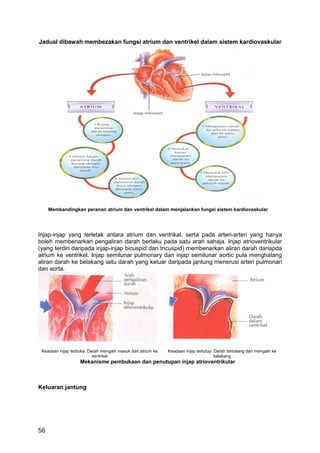 Jadual dibawah membezakan fungsi atrium dan ventrikel dalam sistem kardiovaskular




     Membandingkan peranan atrium dan ventrikel dalam menjalankan fungsi sistem kardiovaskular




Injap-injap yang terletak antara atrium dan ventrikal, serta pada arteri-arteri yang hanya
boleh membenarkan pengaliran darah berlaku pada satu arah sahaja. Injap atrioventrikular
(yang terdiri daripada injap-injap bicuspid dan tricuspid) membenarkan aliran darah dariapda
atrium ke ventrikel. Injap semilunar pulmonary dan injap semilunar aortic pula menghalang
aliran darah ke belakang iaitu darah yang keluar daripada jantung menerusi arteri pulmonari
dan aorta.




 Keadaan injap terbuka. Darah mengalir masuk dari atrium ke   Keadaan injap tertutup. Darah terhalang dari mengalir ke
                          ventrikal                                                   belakang
                    Mekanisme pembukaan dan penutupan injap atriovantrikular



Keluaran jantung




56
 