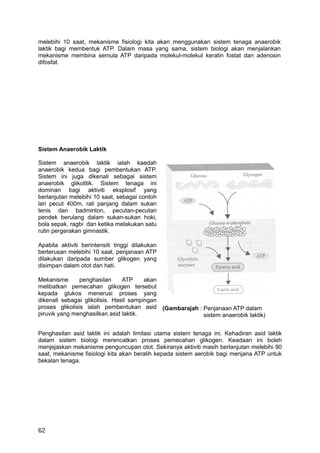 melebihi 10 saat, mekanisme fisiologi kita akan menggunakan sistem tenaga anaerobik
laktik bagi membentuk ATP. Dalam masa yang sama, sistem biologi akan menjalankan
mekanisme membina semula ATP daripada molekul-molekul keratin fostat dan adenosin
difosfat.




Sistem Anaerobik Laktik

Sistem anaerobik laktik ialah kaedah
anaerobik kedua bagi pembentukan ATP.
Sistem ini juga dikenali sebagai sistem
anaerobik glikolitik. Sistem tenaga ini
dominan bagi aktiviti eksplosif yang
berlanjutan melebihi 10 saat, sebagai contoh
lari pecut 400m, rali panjang dalam sukan
tenis dan badminton, pecutan-pecutan
pendek berulang dalam sukan-sukan hoki,
bola sepak, ragbi dan ketika melakukan satu
rutin pergerakan gimnastik.

Apabila aktiviti berintensiti tinggi dilakukan
berterusan melebihi 10 saat, penjanaan ATP
dilakukan daripada sumber glikogen yang
disimpan dalam otot dan hati.

Mekanisme       penghasilan     ATP     akan
melibatkan pemecahan glikogen tersebut
kepada glukos menerusi proses yang
dikenali sebagai glikolisis. Hasil sampingan
proses glikolisis ialah pembentukan asid (Gambarajah : Penjanaan ATP dalam
piruvik yang menghasilkan asid laktik.                 sistem anaerobik laktik)


Penghasilan asid laktik ini adalah limitasi utama sistem tenaga ini. Kehadiran asid laktik
dalam sistem biologi merencatkan proses pemecahan glikogen. Keadaan ini boleh
menjejaskan mekanisme penguncupan otot. Sekiranya aktiviti masih berlanjutan melebihi 90
saat, mekanisme fisiologi kita akan beralih kepada sistem aerobik bagi menjana ATP untuk
bekalan tenaga.




62
 