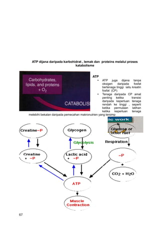 ATP dijana daripada karbohidrat , lemak dan proteins melalui proses
                                  katabolisme


                                                   ATP
                                                     •  ATP juga dijana tanpa
                                                        oksigen     daripada     fosfat
                                                        bertenaga tinggi iaitu kreatin
                                                        fosfat (CP)
                                                     • Tenaga daripada CP amat
                                                        penting ketika         transisi
                                                        daripada keperluan tenaga
                                                        rendah ke tinggi , seperti
                                                        ketika permulaan latihan
                                                        ketika   keperluan     tenaga
     melebihi bekalan daripada pemecahan makronutrien yang tersimp




67
 