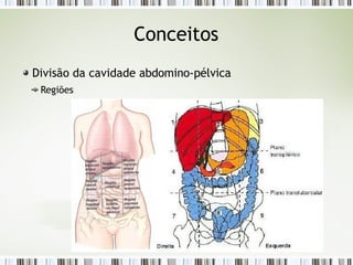 Conceitos
Divisão da cavidade abdomino-pélvica
Regiões
 