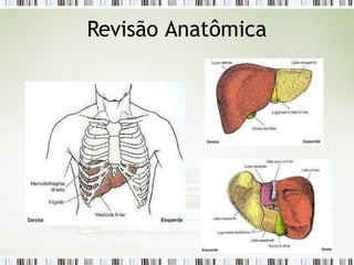 Revisão Anatômica
 