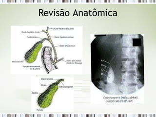 Revisão Anatômica
 