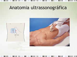 Anatomia ultrassonográfica
 