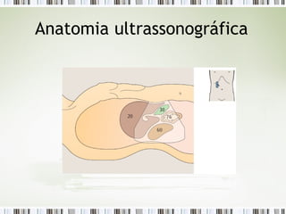 Anatomia ultrassonográfica
 