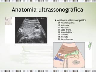 Anatomia ultrassonográfica
Anatomia ultrassonográfica
04. Artéria hepática
10. Veia cava
17. Veia porta
20. Lobo direito
30. Vesícula biliar
76. Duodeno
94. Artefato
95. Músculo psoas
 