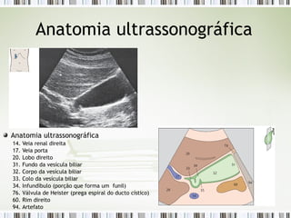 Anatomia ultrassonográfica
Anatomia ultrassonográfica
14. Veia renal direita
17. Veia porta
20. Lobo direito
31. Fundo da vesícula biliar
32. Corpo da vesícula biliar
33. Colo da vesícula biliar
34. Infundíbulo (porção que forma um funil)
76. Válvula de Heister (prega espiral do ducto cístico)
60. Rim direito
94. Artefato
 