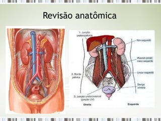 Revisão anatômica
 