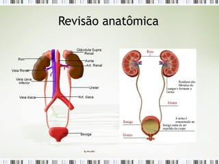 Revisão anatômica
 