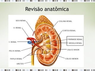 Revisão anatômica
 