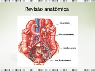 Revisão anatômica
 