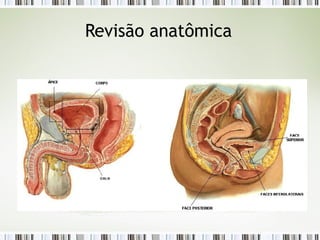 Revisão anatômica
 