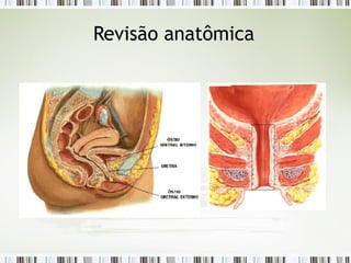 Revisão anatômica
 