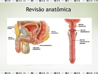 Revisão anatômica
 