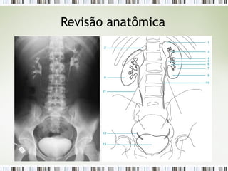 Revisão anatômica
 
