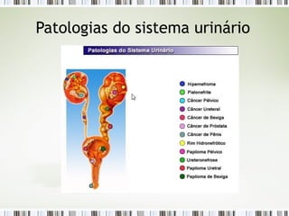 Patologias do sistema urinário
 