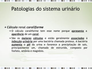 Patologias do sistema urinário
Cálculo renal coraliforme
O cálculo coraliforme tem esse nome porque apresenta a
aparência de um coral.
São os maiores cálculos e estão geralmente associados á
infecção urinária por uma bactéria chamada proteus. A bactéria
aumenta o pH da urina e favorece a precipitação de sais,
principalmente um, chamado de estruvida, composto por
fosfato, amônia e magnésio.
 