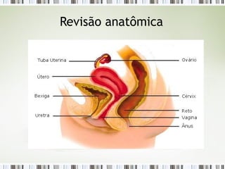 Revisão anatômica
 