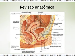 Revisão anatômica
 