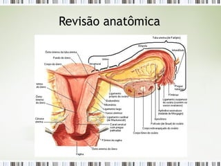 Revisão anatômica
 