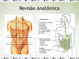 Revisão Anatômica
 