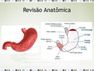 Revisão Anatômica
 