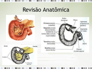 Revisão Anatômica
 