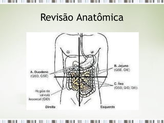 Revisão Anatômica
 