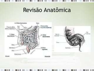 Revisão Anatômica
 
