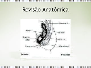 Revisão Anatômica
 