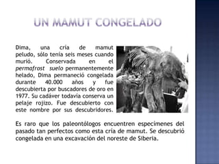 Dima,    una     cría   de     mamut
peludo, sólo tenía seis meses cuando
murió.     Conservada       en    el
permafrost suelo permanentemente
helado, Dima permaneció congelada
durante    40.000     años   y   fue
descubierta por buscadores de oro en
1977. Su cadáver todavía conserva un
pelaje rojizo. Fue descubierto con
este nombre por sus descubridores.

Es raro que los paleontólogos encuentren especímenes del
pasado tan perfectos como esta cría de mamut. Se descubrió
congelada en una excavación del noreste de Siberia.
 