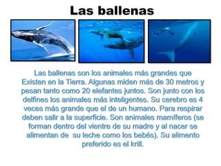 Las ballenasLas ballenas son los animales más grandes que Existen en la Tierra. Algunas miden más de 30 metros y pesan tanto como 20 elefantes juntos. Son junto con los delfines los animales más inteligentes. Su cerebro es 4 veces más grande que el de un humano. Para respirar deben salir a la superficie. Son animales mamíferos (se forman dentro del vientre de su madre y al nacer se alimentan de  su leche como los bebés). Su alimento preferido es el krill.