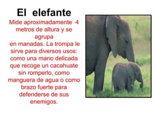 El  elefanteMide aproximadamente  4 metros de altura y se agrupa en manadas. La trompa le sirve para diversos usos: como una mano delicada que recoge un cacahuate sin romperlo, como manguera de agua o como brazo fuerte para defenderse de sus enemigos. 